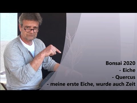 Bonsai 2020-38 - Eiche - Quercus - meine erste Eiche, wurde auch Zeit