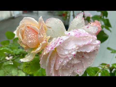 Flowers from my beautiful garden |Robina’s Food Secrets| #flowers #flower #beautiful #homegrown