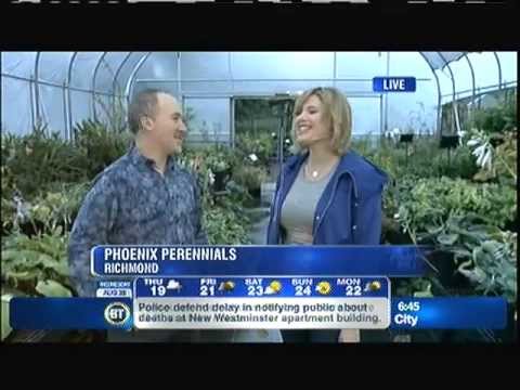 Introduction to Heirloom Tomatoes plus Romas (Spot 1) -- Breakfast Television at Phoenix Perennials