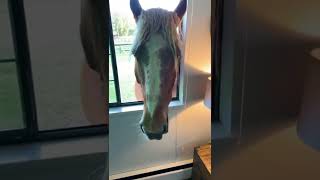 Hogan the Horse Waits Patiently at Window || ViralHog