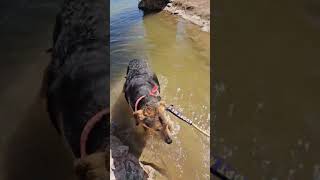 Video preview image #1 German Shepherd Dog-Unknown Mix Puppy For Sale in phoenix, AZ, USA