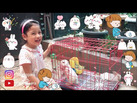 QANITA MERAWAT KELINCI