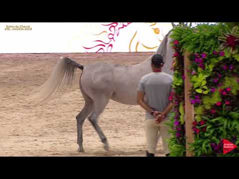 N 79 SHEEHANA OUAL   A H  Moroccan Breeders' Cup 2019   4 6 Years Old Mares Class 4