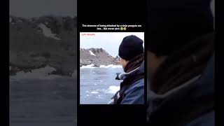 The chances of being attacked by a ninja penguin are low... But never zero 😭🤣 #funny #animals