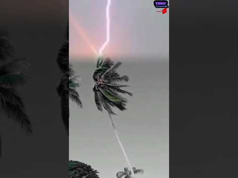 pohon kelapa tersambar petir