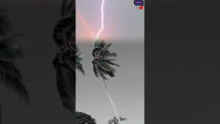 Download lagu pohon kelapa tersambar petir mp3 Download lagu pohon kelapa tersambar petir mp3