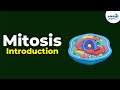 Introduction To Mitosis Don T Memorise