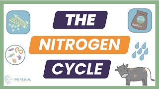 The Nitrogen Cycle | Simple Breakdown for AP Environmental Science Exam