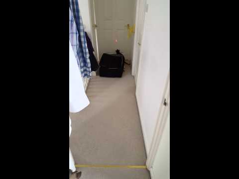 Siamese, Oriental, Burmese (Nismo, Dexter and Boo)