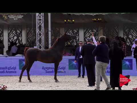 N.207 FAKHR AL FAHDIYAH - Asharqia Classic 2018