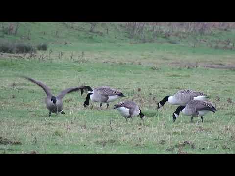 181111#03   Canada Geese