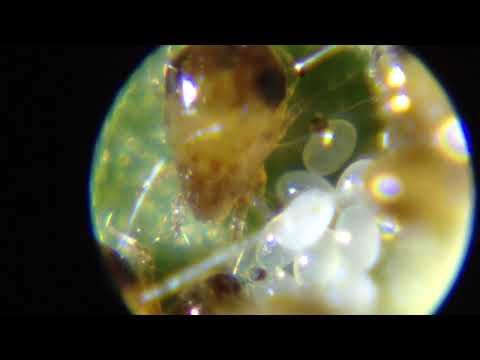 Passionvine Hopper Eggs