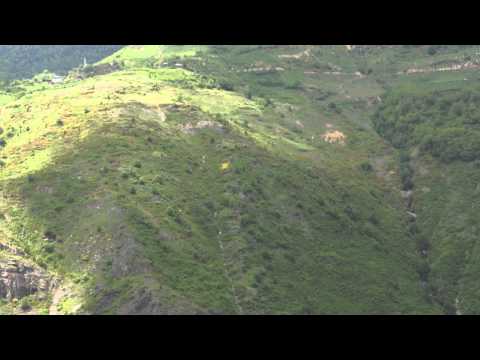 Rhododendron ponticum 1