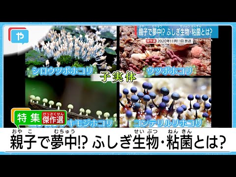 ヘミダクティルスについて詳しく解説