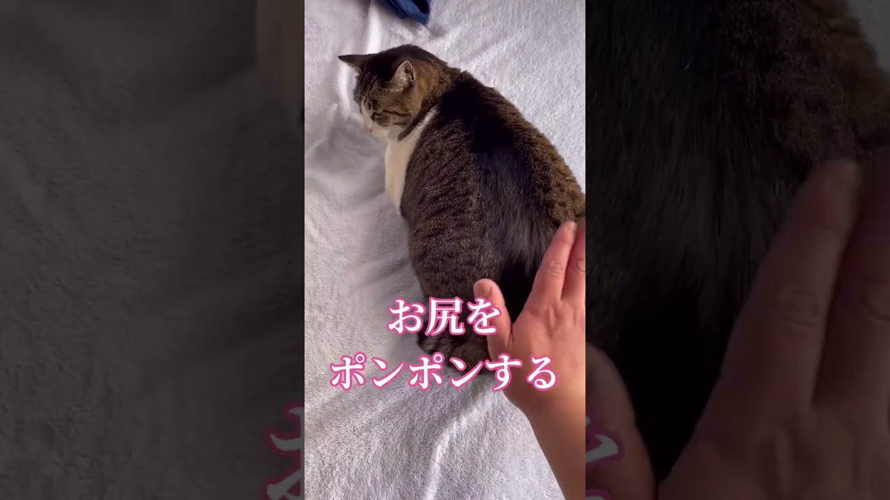 癒しの動画