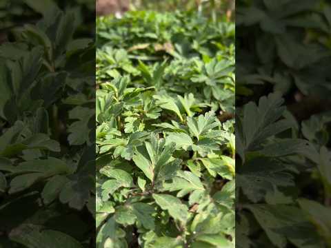 Health Benefits Of Eating The Abortion Plant 🧐 Smell Fox #explorepage #naturedocumentary #funnymeme