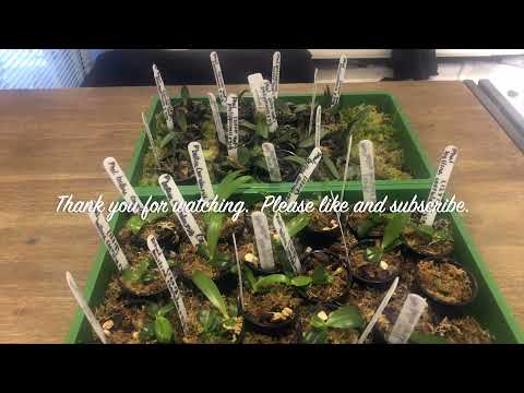 Follow up: Babies 3 weeks old