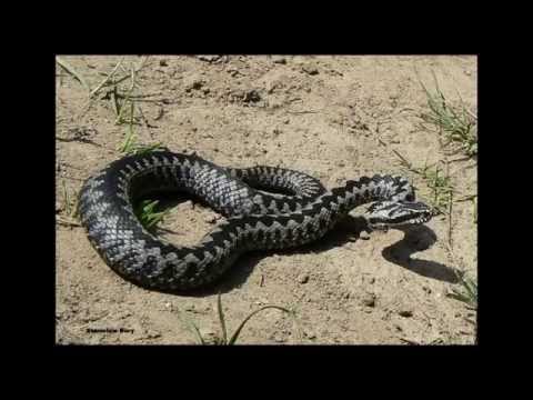 Zmija Lajner - Mix.  Lolka Zwijasz / Polnocna Polska Wadowice