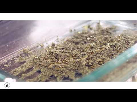 Collective Culture video.