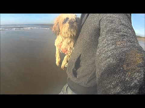 Blue and Bobbie, Aberffraw beach
