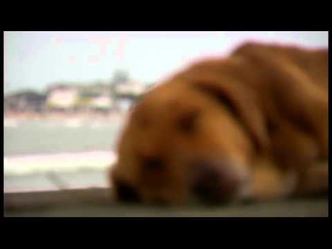 Vídeo Institucional CRMV-PR