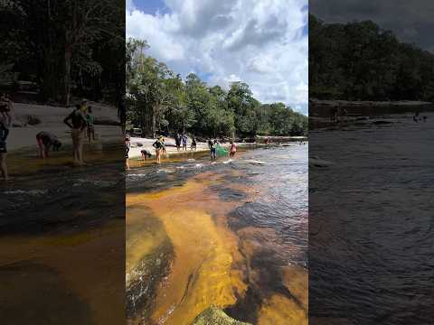 Igarapé do Tibarra - Santa Isabel do Rio Negro #igarapé #shorts
