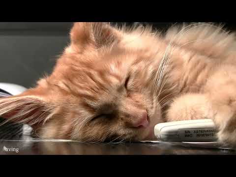 🛌💤😻Gato ronronando suavemente - Sons reconfortantes para dormir - Relaxamento - Aprendizagem - Concentração😻💤🛌
