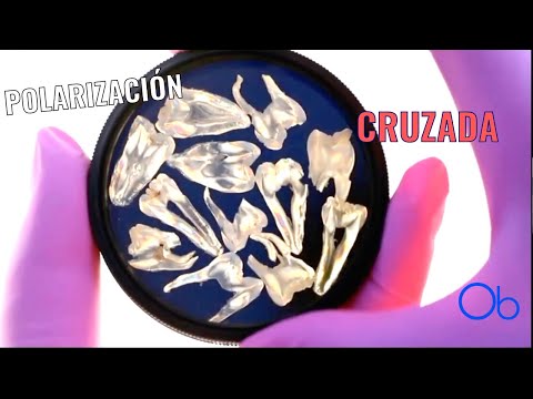 Polarización Cruzada 🦷