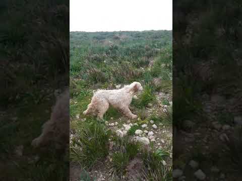 Brik, 7mesi, primi incontri