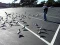 Seagulls In Parking Lot