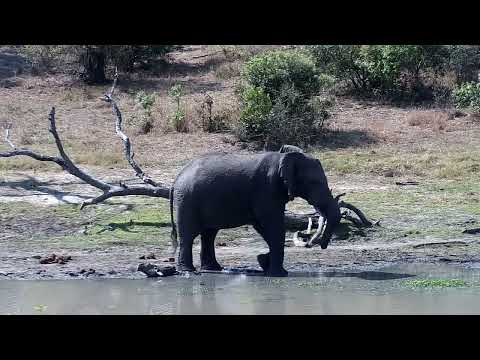 Djuma: Lone Elephant bull - 13:52 - 09/16/2022