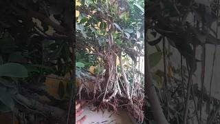 Download lagu Repotting Ficus. #ficus #aerial #roots #aerialroots #bonsai #bonsailife #plant #bonsaiart mp3