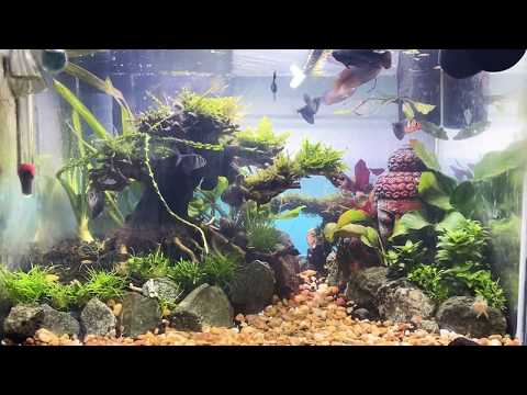 The Lost World Nano Tank | Daytime