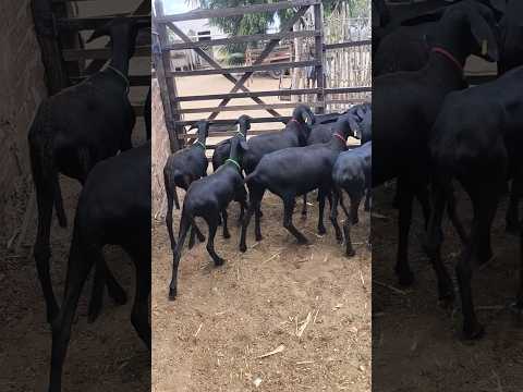 QUINTO LOTE  DE MARÃES SANTA INÊS À VENDA POCINHOS PARAÍBA