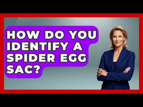 How Do You Identify A Spider Egg Sac? - Insects and Invaders
