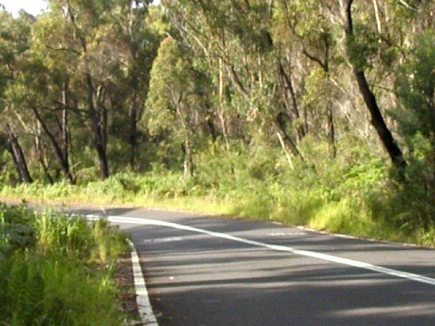 lamborghini silhouette