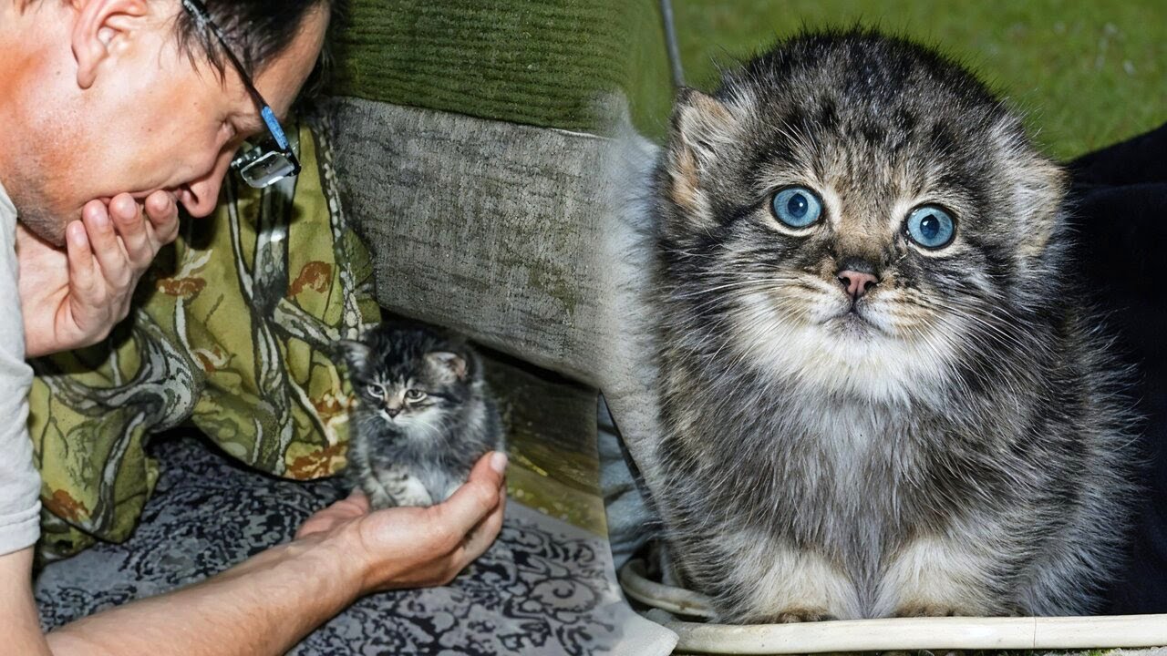 Man Is Shocked When He Finds a Strange Kitten In His Barn