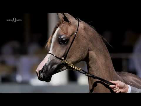 🌸 D NAJLAH⁣ 🌸 Yearling Fillies C Class Winner, 2022 PSAIAHF