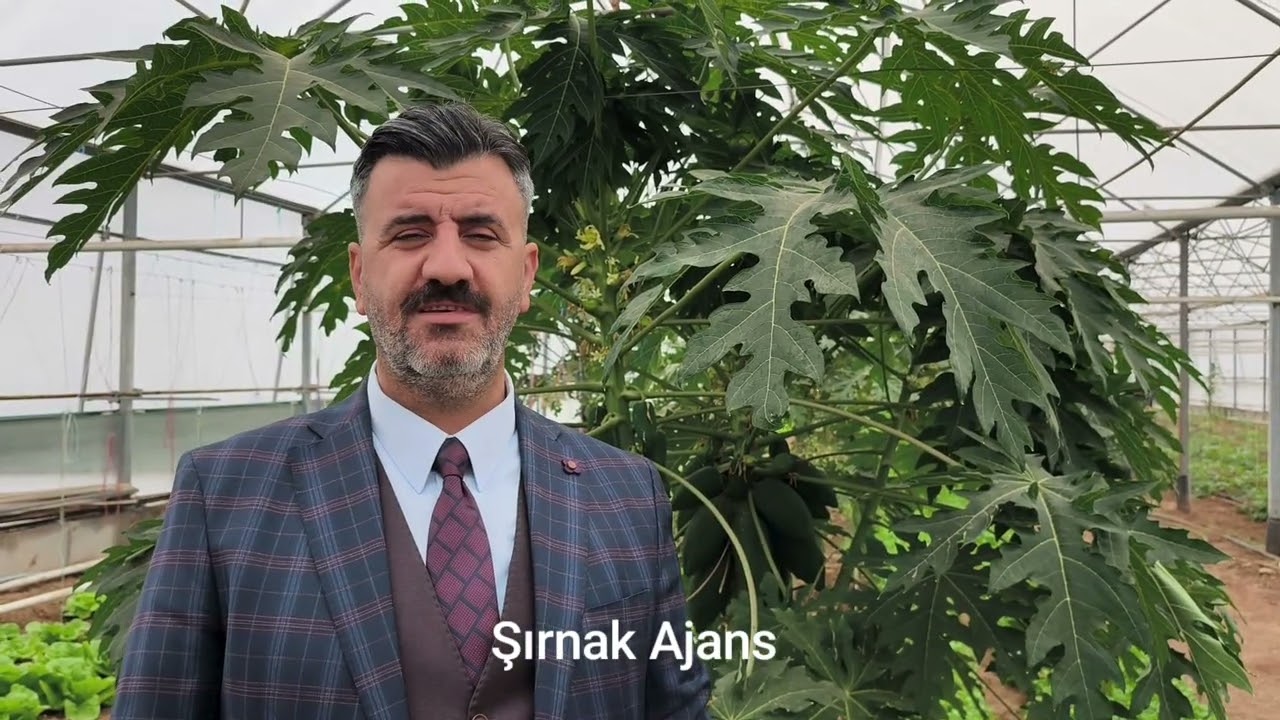 Silopide Klasik sebzelerden tropikal meyvelere geniş üretim yelpazesi