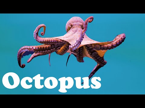 Octopus - Animal of the Day | Educational Animal Videos for Kids, Toddlers and Preschool Children