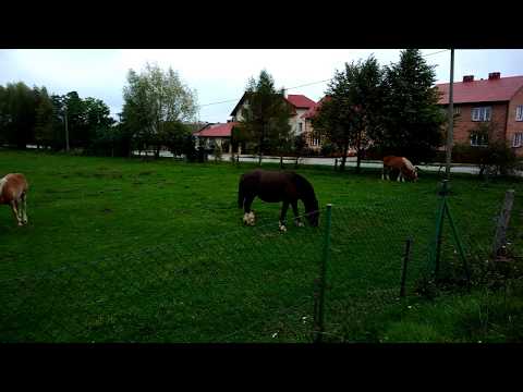 Podlesianka Kamień VS Azalia Wola Zarczycka