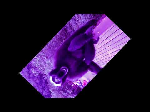Beautiful Hoolock Gibbon Sound (Remix)