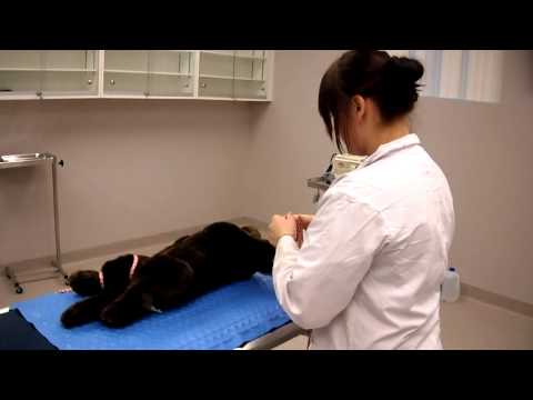 Patient Tie Down Aziza