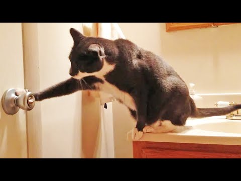 Clever Cats Opening Doors Compilation - Crazy Cats