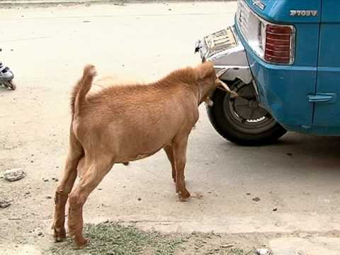 el chivo que se cree perro