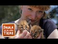 Wer Heißt Hier Karakal Reportage Für Kinder Paula Und Die Wilden Tiere