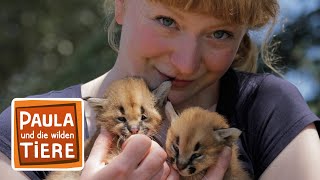 Download lagu Wer heißt hier Karakal? | Reportage für Kinder | Paula und die wilden Tiere mp3 Download lagu Wer heißt hier Karakal? | Reportage für Kinder | Paula und die wilden Tiere mp3