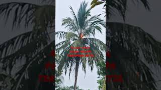 Download lagu Allahu Akbar Petir Menyambar Pohon Kelapa mp3