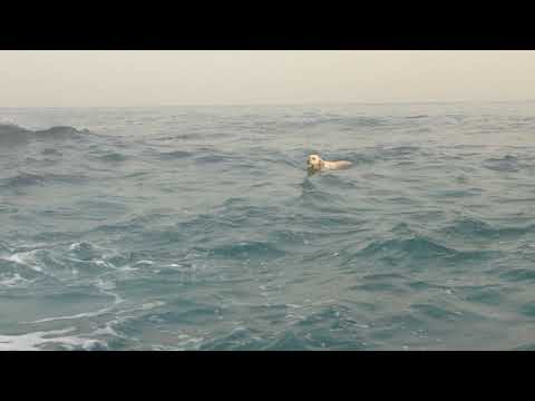 Bulbul at AUB Beach, Beirut-Lebanon