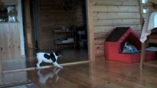 Dexter smyger på sur-Liston